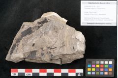 Foto (Objekt + Etikett) von Caulinites otagoicus Ettingshausen (NHMW-GEO-2024-0188-10118)